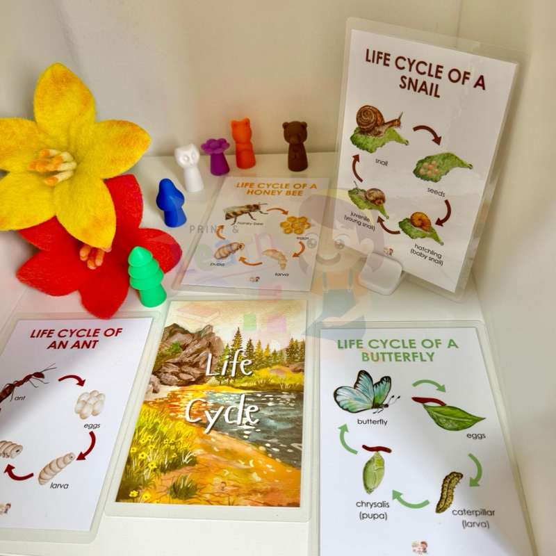 Flashcard: Life Cycle (Laminated Educational Flashcards for kids ...
