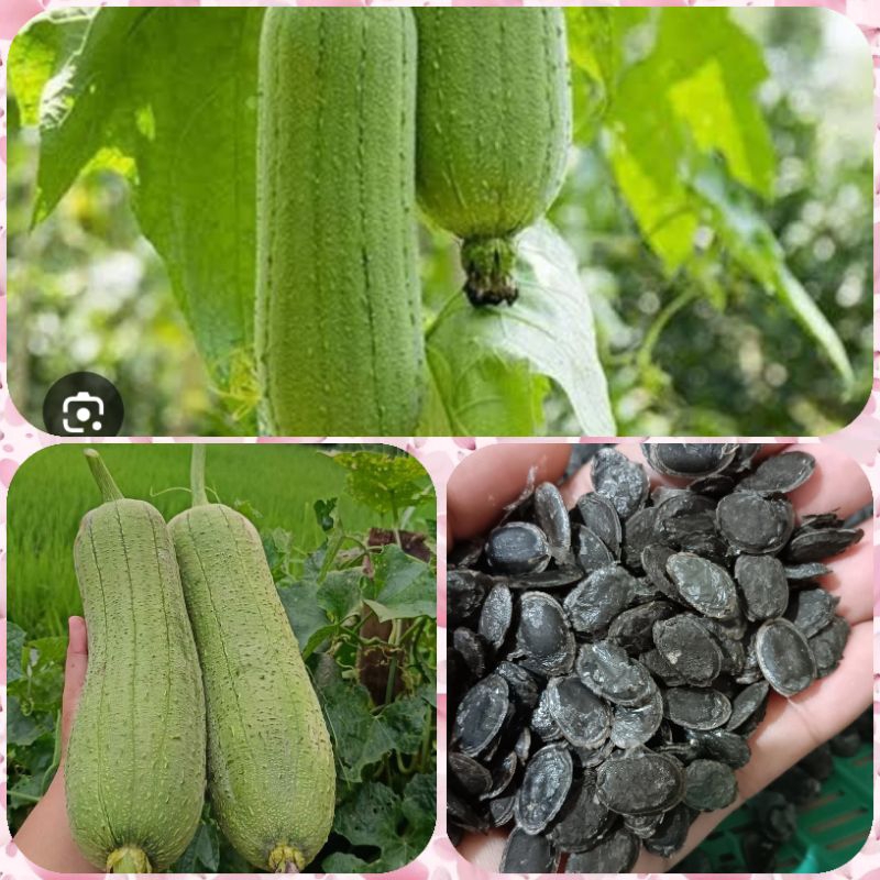 Smooth Patola Luffa Gourd Mabango (10Seeds) | Shopee Philippines