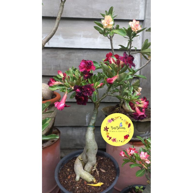 Adenium Mother Plant | Shopee Philippines