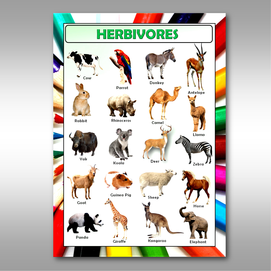 Herbivores educational chart laminated wall chart (Science) | Shopee ...