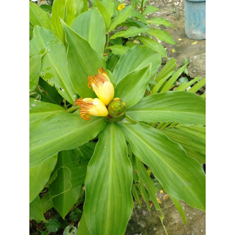 insulin-plant-costus-pictus-spiral-ginger-herbal-plant-live-plant