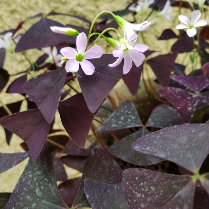 Lush&Stable Oxalis Purple triangularis Butterfly Flowering Plant Pot ...