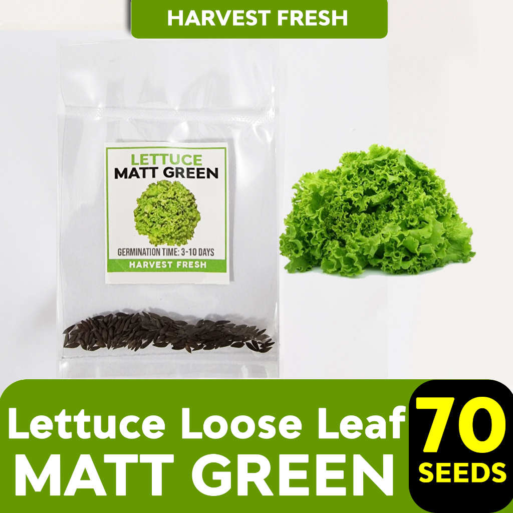 Lettuce Seeds Romaine Lollo Bionda Loose leaf Grand Rapids Iceberg