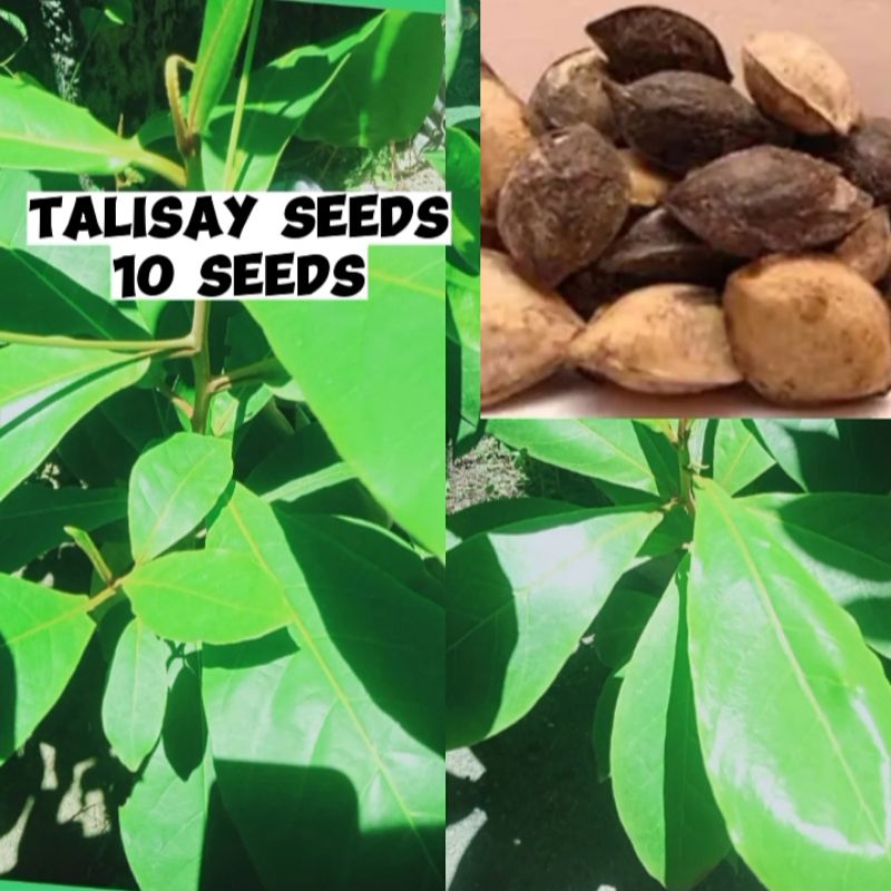 Shop talisay tree for Sale on Shopee Philippines