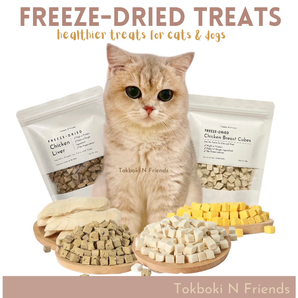 Cat Treats Dog Food Ok For Cats Kitten Cat Eating Dog Biscuits Dog