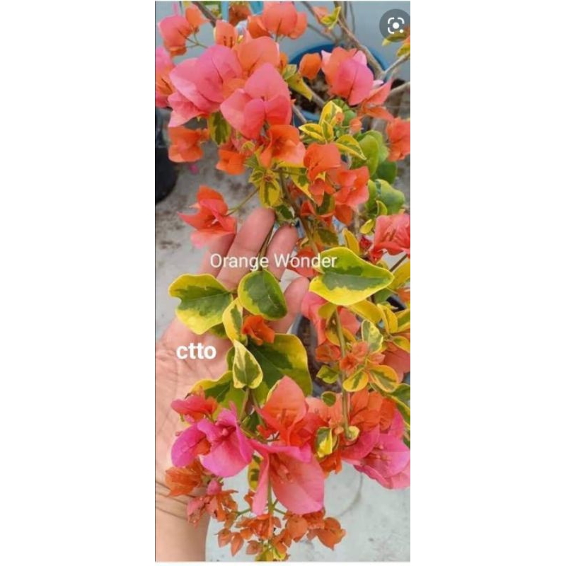 SALE CUTTINGS ONLY!!! with 🆓 (Rare bougainvillea cuttings) Shopee