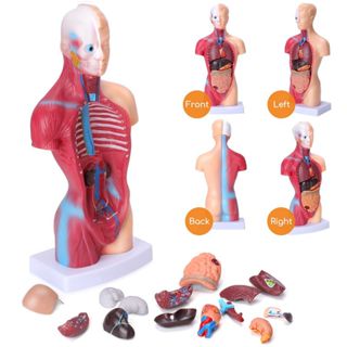 Anatomical Human Torso Anatomy Internal Organ Body Model Assembly ...