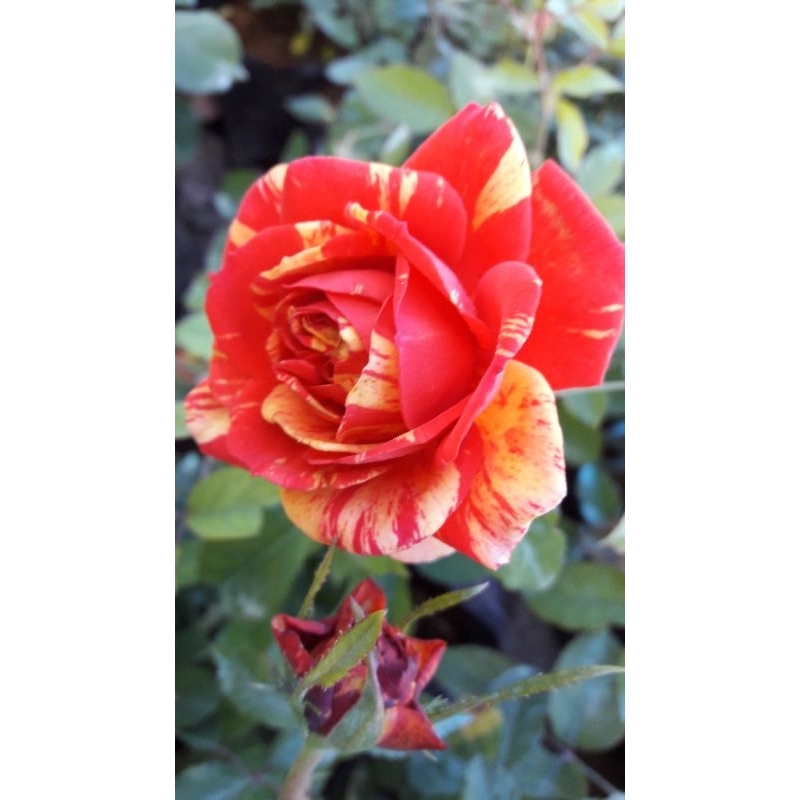 Meteor American Rose (smallpot) | Shopee Philippines