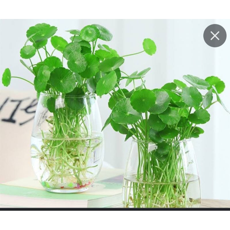 penny worth 10stem uprooted aquatic plants design for table or aquarium