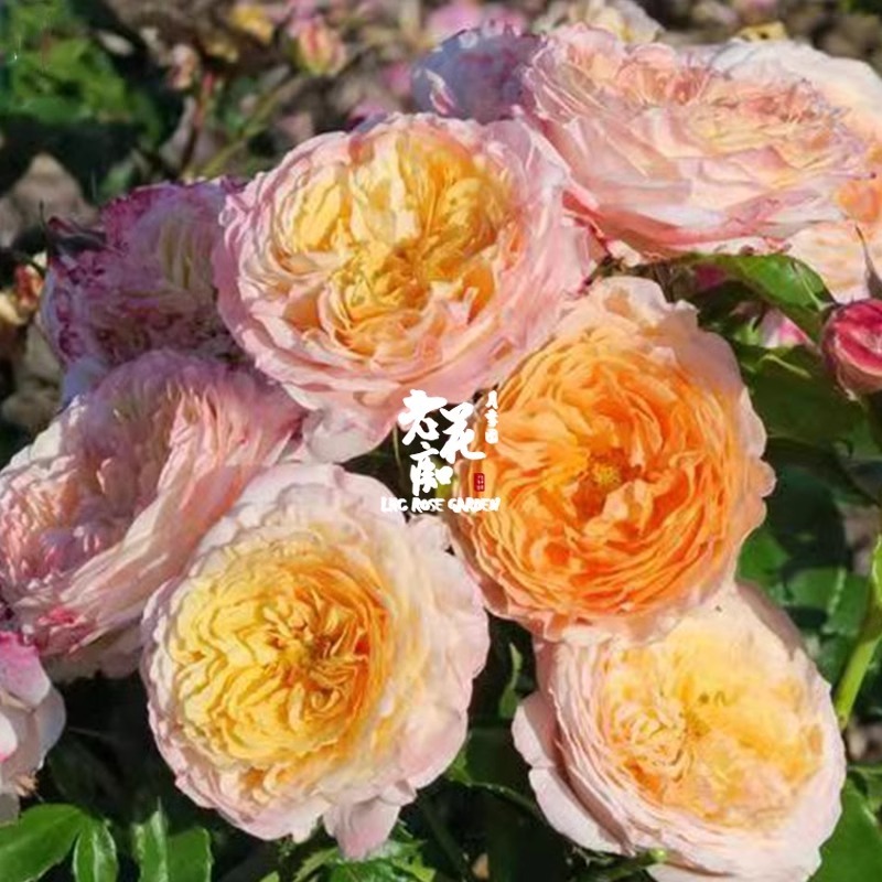 Rose fragrant orange French Delbard rose shrub rose large flowers ...