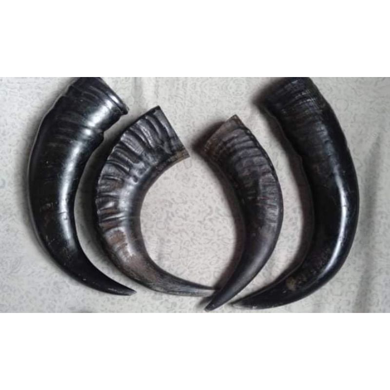REAL CARABAO HORN CHEW TOYS FOR DOGS Shopee Philippines