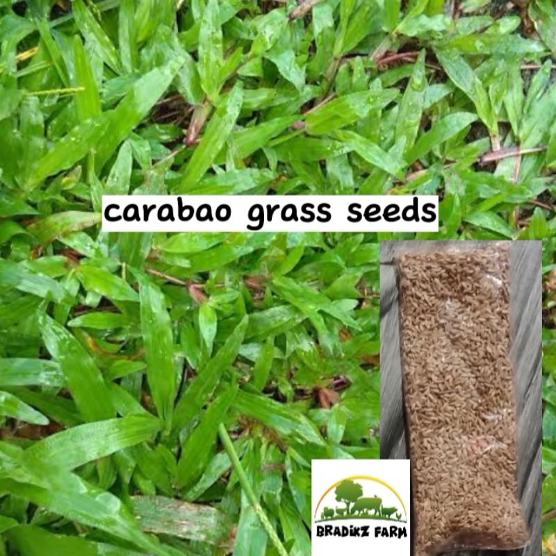 carabao grass seeds (5000seeds) Shopee Philippines