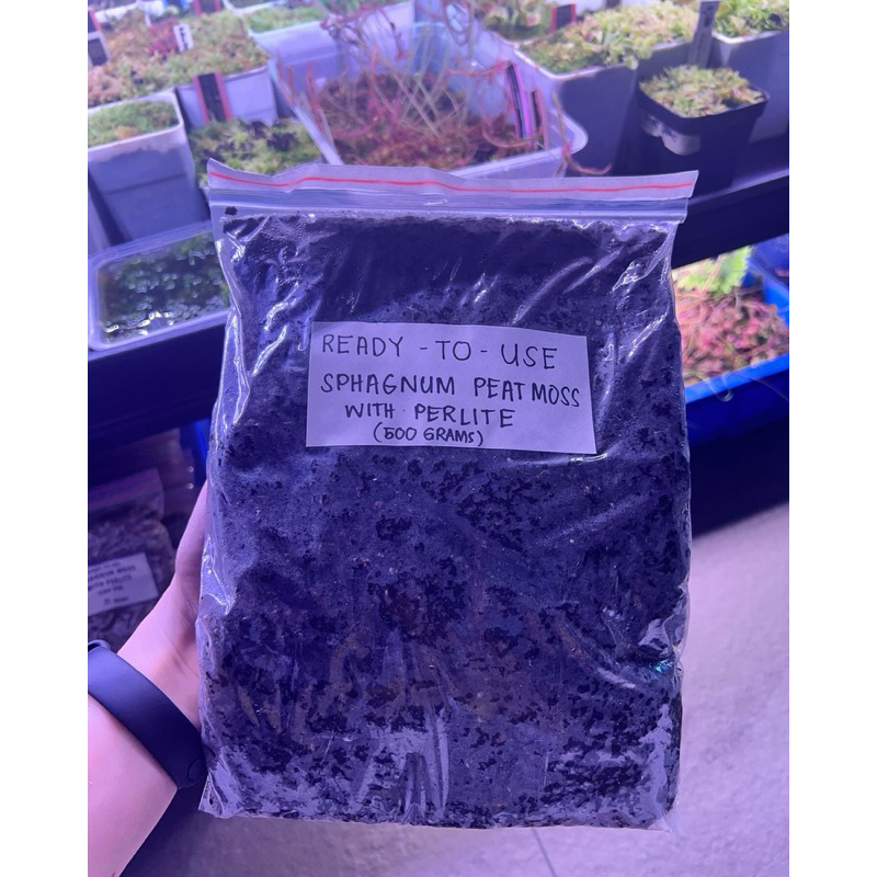 Ready to use sphagnum peat moss with perlite (carnivorous planting