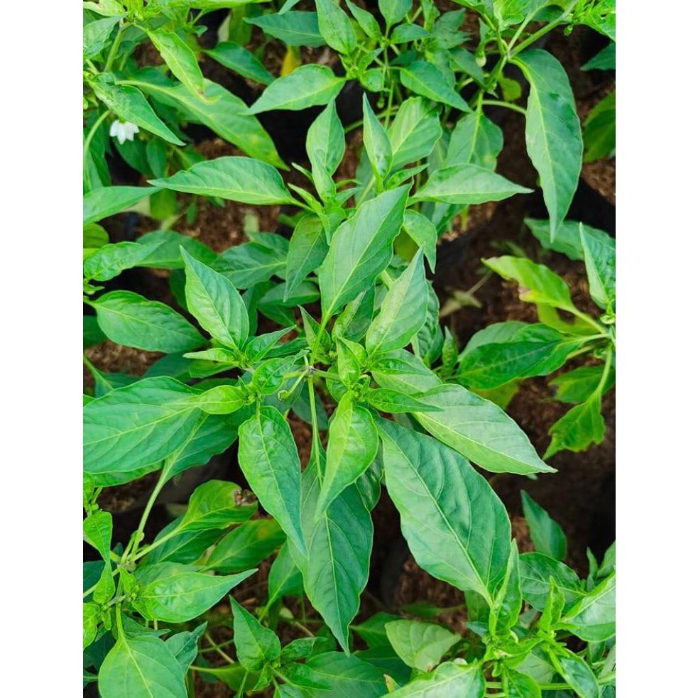 Siling Pansigang/Siling Haba with FREE plastic pot and marble chip ...