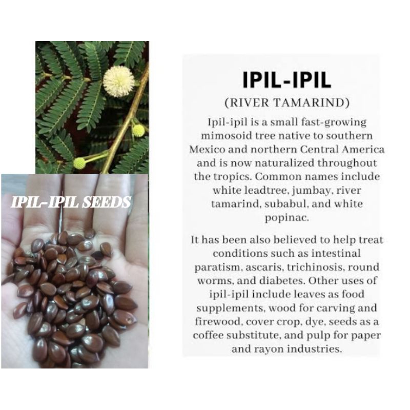 IPIL-IPIL Seeds (30 pcs. seeds) | Shopee Philippines