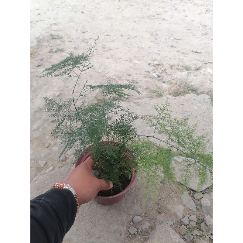 Asparagus Fern/ Asparagus Setaceus | Shopee Philippines