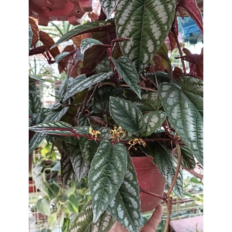 Cissus Climbing Begonia Rex ( hanging ) | Shopee Philippines