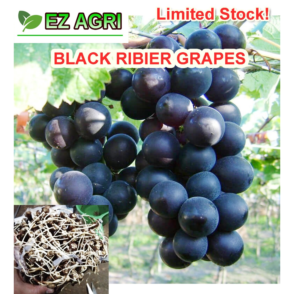 Rooted GRAPES CUTTINGS RED CARDINAL w/ roots Grape cutting Brazillian ...