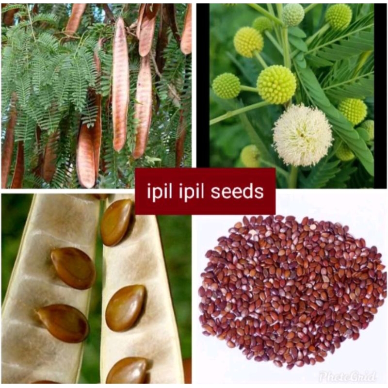 ipil ipil seeds ( 1 kilo ) | Shopee Philippines