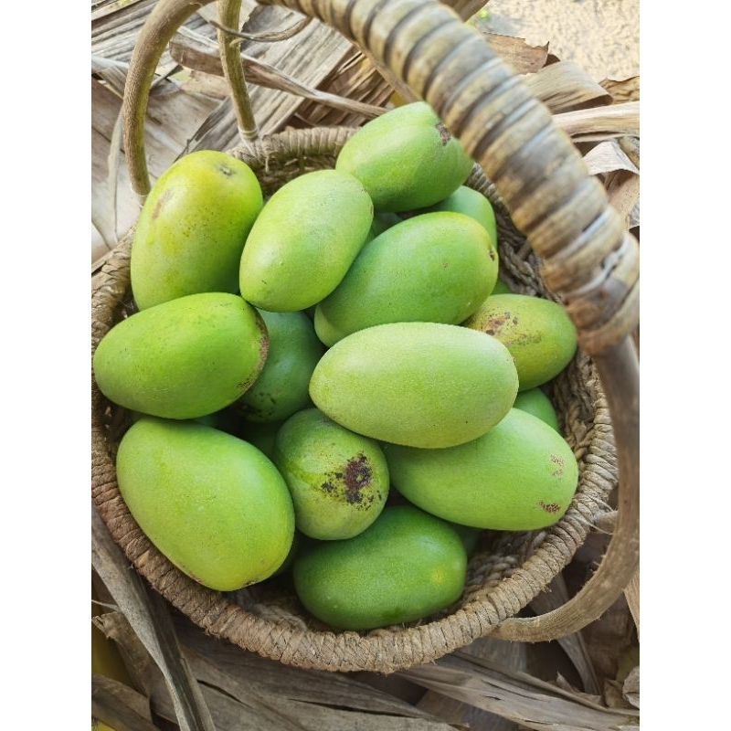 Freshly harvest mangoes from Zambales, Large size, 3pcs per kg, sweet ...