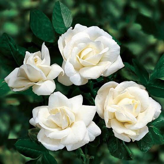 White Piti Mini Rose with FREE garden soil, plastic pot, pebbles ...