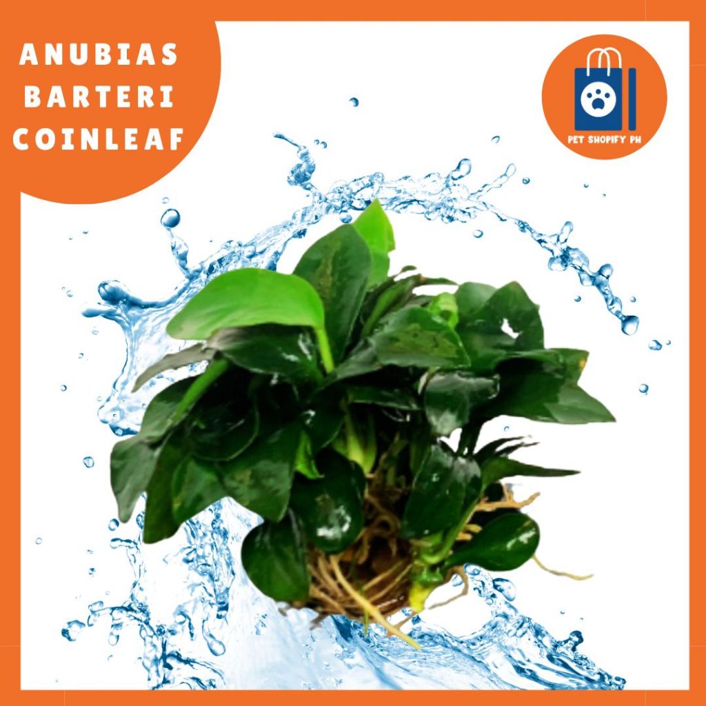 ANUBIAS BARTERI COINLEAF | Shopee Philippines