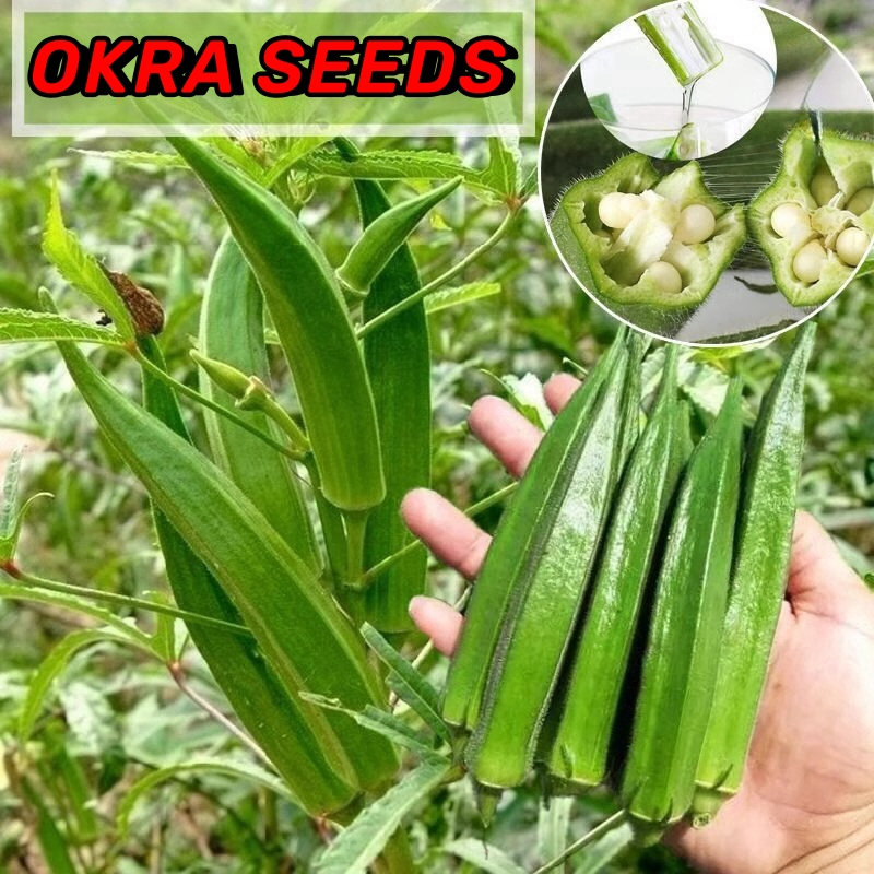 Okra Seeds - (50SEEDS/PACK) Okra Hybrid Vegetable Seeds High ...