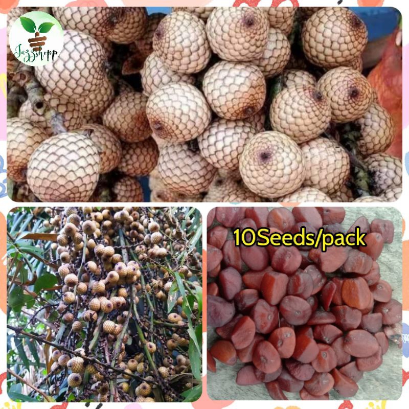 Rattan / Yantok Fruits Seeds (10Seeds/pack )Seeds for Planting Shopee Philippines
