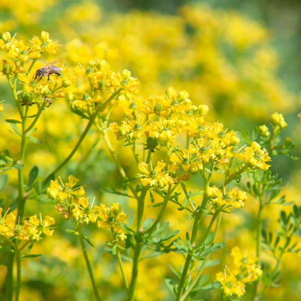 herb-of-grace-seeds-common-rue-seeds-flower-seeds-rare-flower-seeds