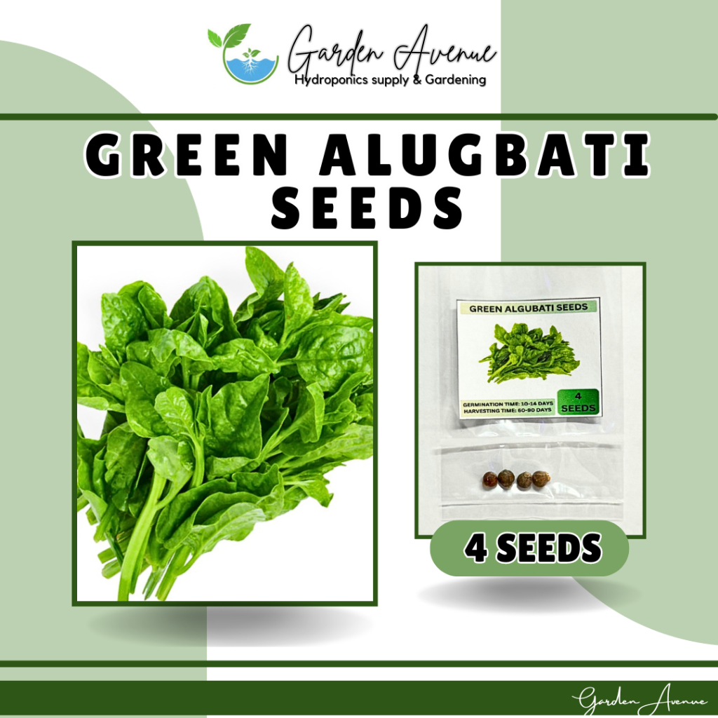 SULIT PACK! GREEN ALUGBATI SEEDS (4 SEEDS) - TAGALOG HYBRID/EASY TO ...