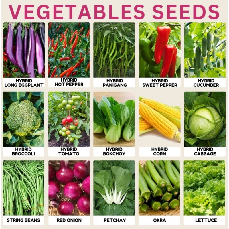 Vegetable Seeds Pechay Kamatis Sili Talong Ampalaya kangkong Okra Sitaw