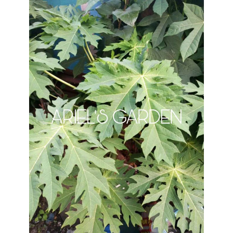 DAHON NG PAPAYA SOLD PER PIECE Shopee Philippines