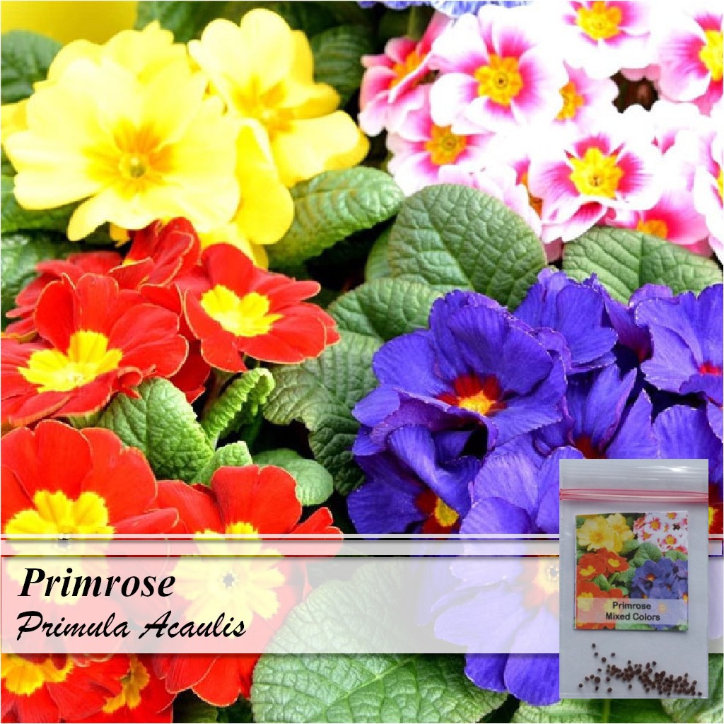 Primrose Primula Acaulis Hybrid 50 Seeds Perennial Mixed Colors ...
