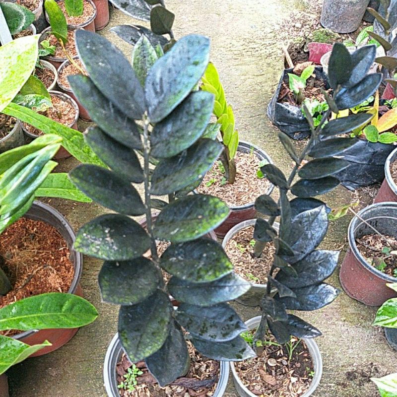 artificial potted snake plant 10.5