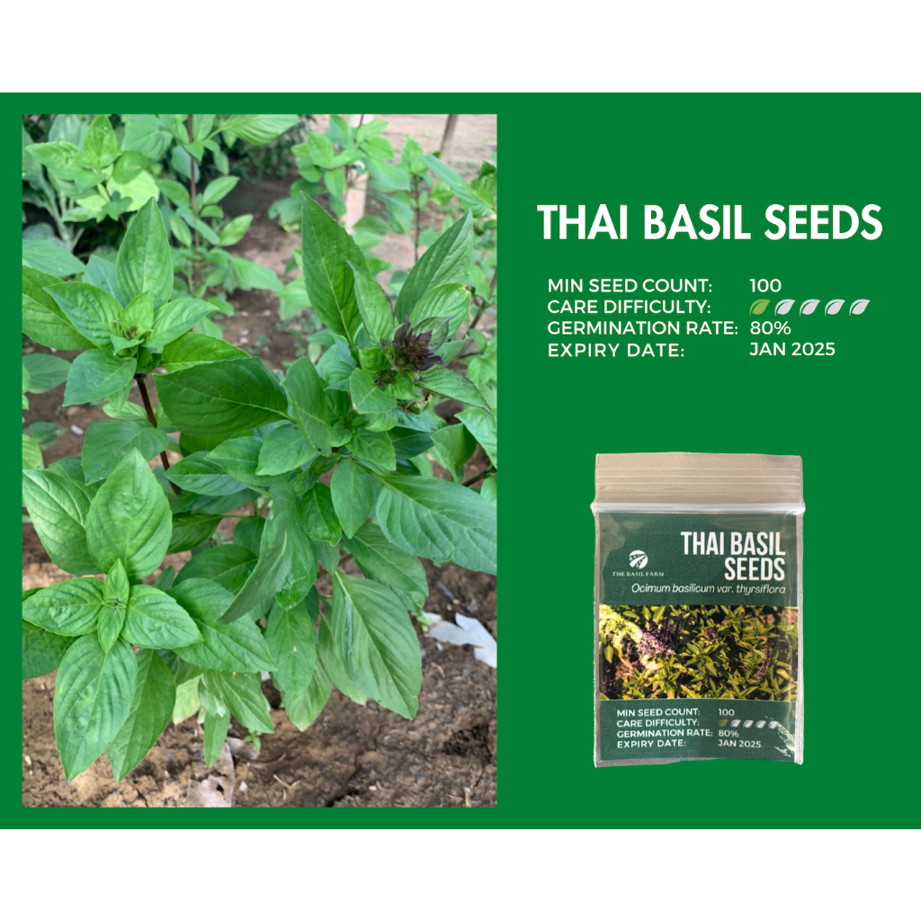 THAI BASIL SEEDS The Basil Farm Shopee Philippines