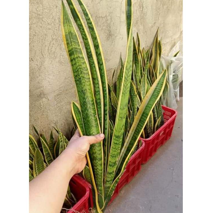 senecio succulent plant Succulent Senecio Succulent 'Fish Hooks' | Indoor Plant | Tropical Plant |  Potted Plant