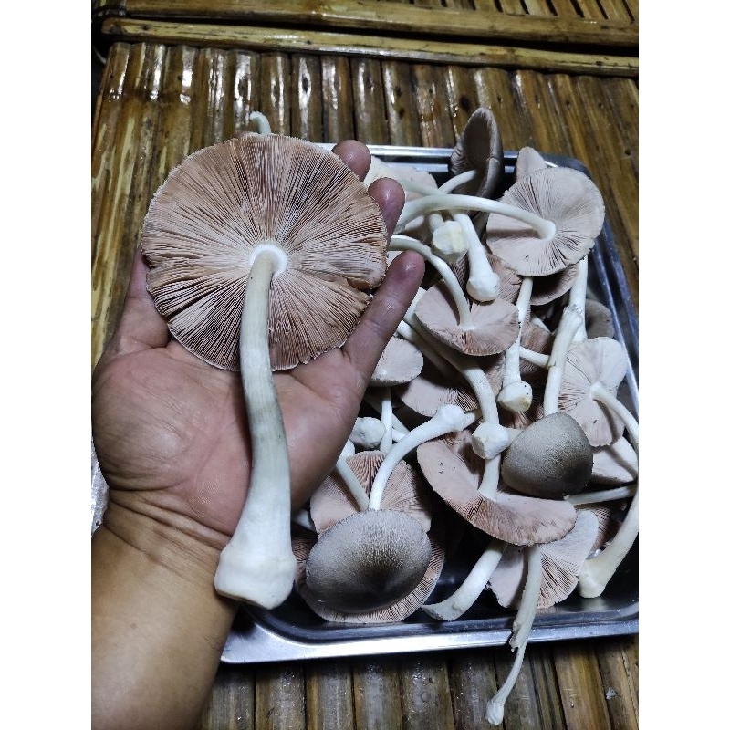 Dried Volva mushroom 1kg | Shopee Philippines