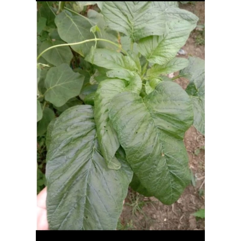 Giant kulitis / hybrid kulitis/ native kulitis seeds (100 seeds/pack ...