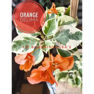 RARE ROOTED BOUGAINVILLEA | Shopee Philippines