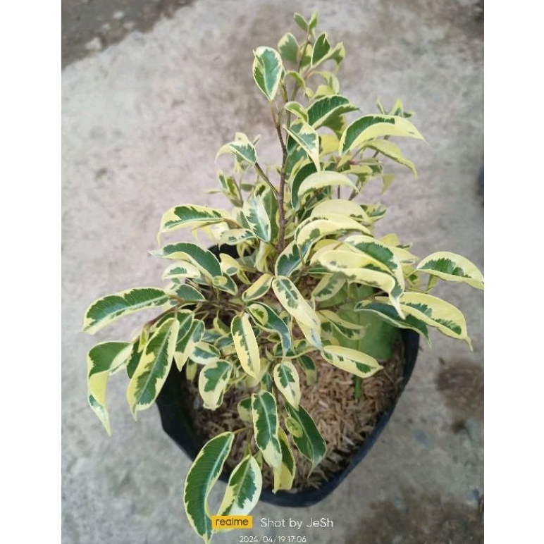 variegated ficus(balete tree) | Shopee Philippines