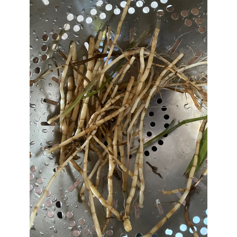 Fresh Cogon grass roots. Ugat ng cogon. | Shopee Philippines