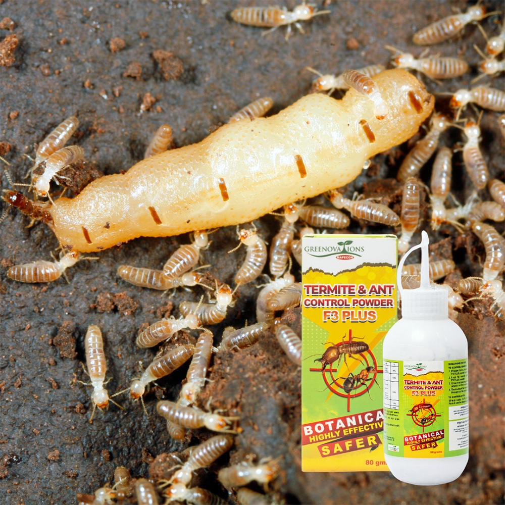 MAPECON GREENOVATIONS F3Plus Termite and Ant Killer Powder 80 GRAMS ...