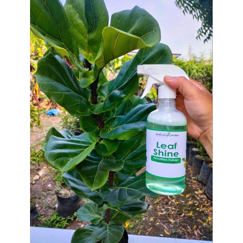 Natural Indoor Plant Leaf Shine Spray for Fiddle Leaf Fig, Rubber Tree, Monstera & Indoor Plants