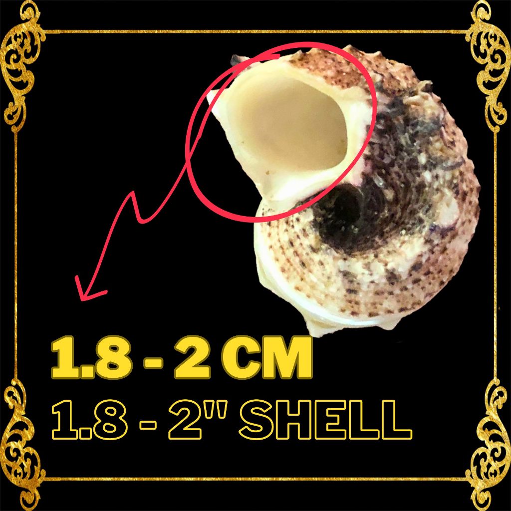 HERMIT CRAB SHELL : Angaria Mr. Ty | Imperial Delphinula | Angaria ...