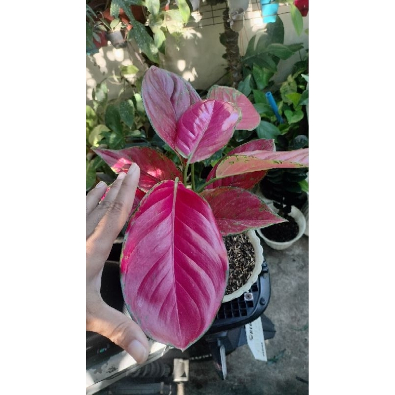 LARGE LEAVES PINK PASSIMO AGLAONEMA | Shopee Philippines