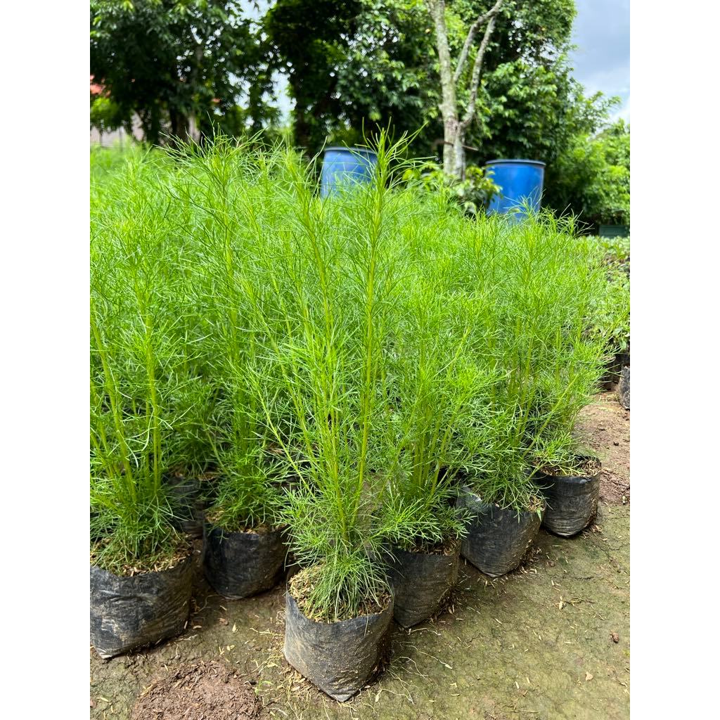 Dill Plants For Sale