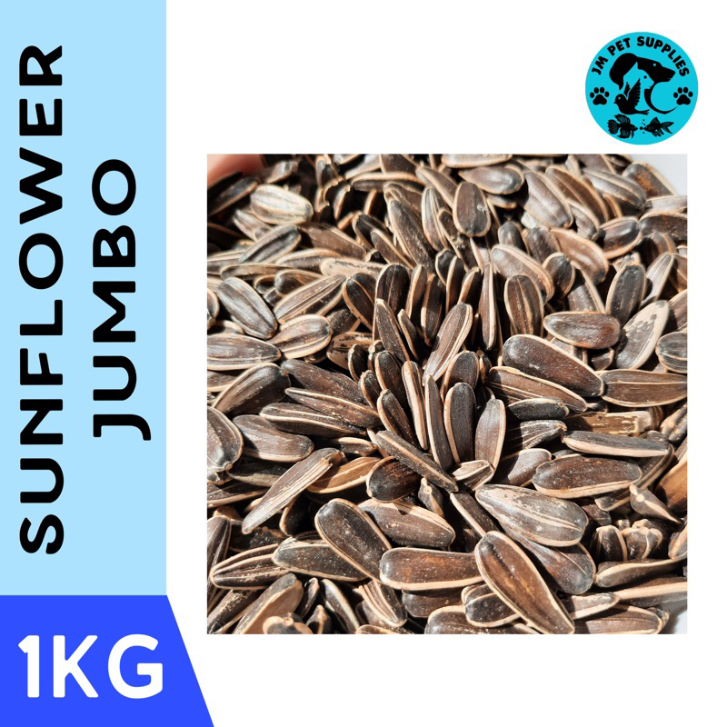 RAW Jumbo Sunflower Seeds for birds 1kg Shopee Philippines