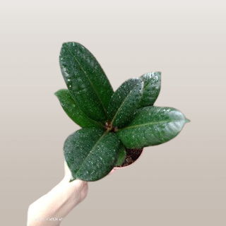 Ficus Elastica Compacta - Rubber Tree Compacta - 2.5 feet height ...