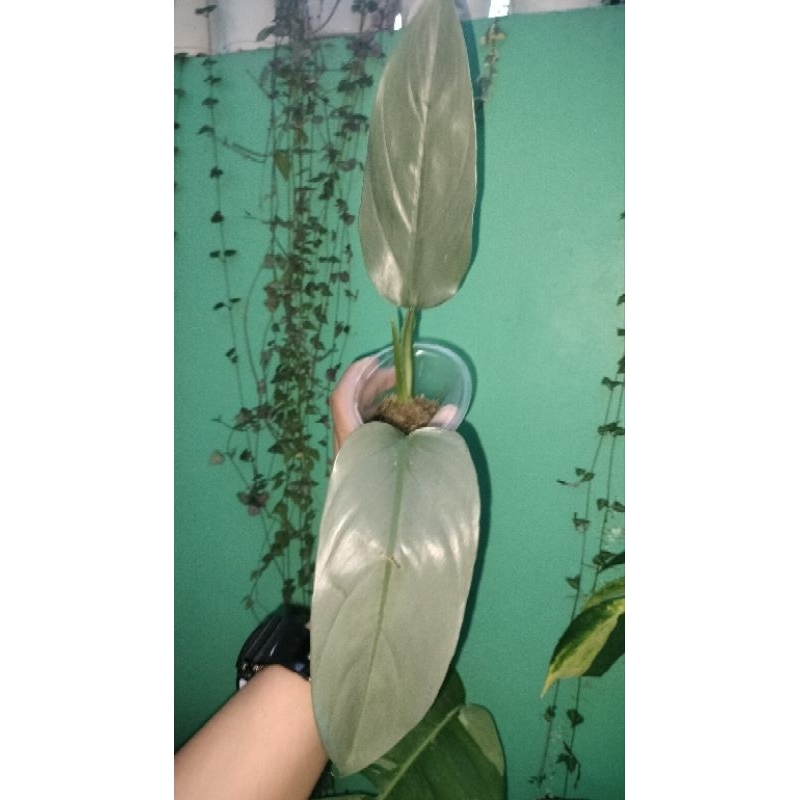 SILVER VIOLIN PHILODENDRON | Shopee Philippines