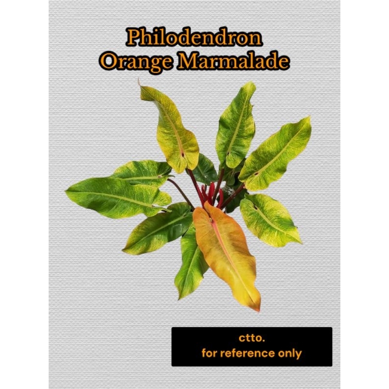 Philodendron Orange Marmalade Shopee Philippines